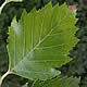 [photo of River Birch]