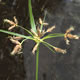 [photo of River Bulrush]