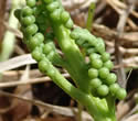 [photo of sporophore]