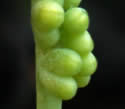 [photo of sporophore]