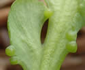 [photo of a robust sporophore with sporangia on pinnae]