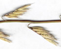 [scan of mature spikes]