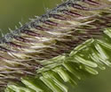 [photo of flowering spikelets]