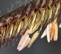 [photo of flowering spikelets]