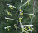 [photo of flowering panicle]