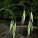 [photo of Japanese Brome]