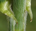 [photo of sheath, ligule and node]