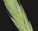 [close-up of spikelet]