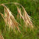 [photo of Cheatgrass]