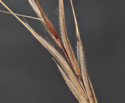 [photo of maturing spikelet]