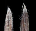 [photo of mature florets and grain]