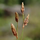 [photo of Dense-tuft Hairsedge]