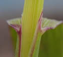 [photo of sheath, ligule and node]