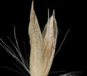 [close-up of spikelet]