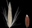 [photo of mature spikelet and grain]