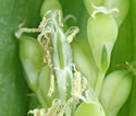 [photo of flowering spikes]