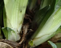 [photo of plant base]