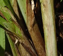 [photo of basal sheaths]