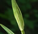 [photo of spikes]