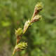 [photo of Bicknell's Sedge]