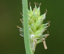 [photo of spikes]