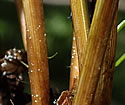 [photo of basal sheaths]