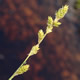 [photo of Silvery Sedge]