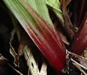 [photo of purple basal sheaths]