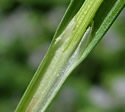 [photo of sheath]