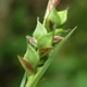 [photo of Carey's Sedge]