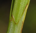 [photo of stem sheath and ligule]