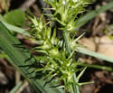 [photo of spike clusters]