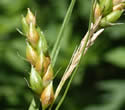[photo of spikes]