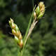 [photo of Davis' Sedge]