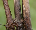 [photo of basal sheaths]