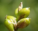 [photo of spikes]