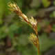 [photo of Straw Sedge]