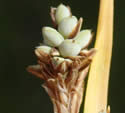 [photo of spike clusters]