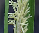 [photo of flowering spikes]