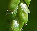 [photo of mature pistillate spike]