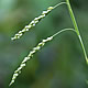 [photo of Graceful Sedge]