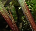 [photo of basal sheaths]