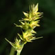 [photo of Heavy Sedge]