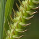 [photo of Hayden's Sedge]