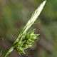 [photo of Hairy Wood Sedge]