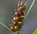 [photo of spikes]