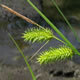 [photo of Porcupine Sedge]