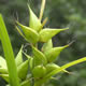 [photo of Bladder Sedge]