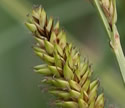 [photo of spikes]