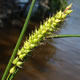 [photo of Smooth-cone Sedge]